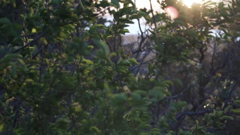 Leaves-Swaying-As-The-Wind-Blows-During-Sunset