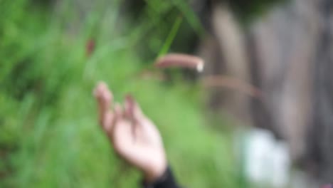 Hand-touching-gently-wild-reed-flowers-in-winter-morning