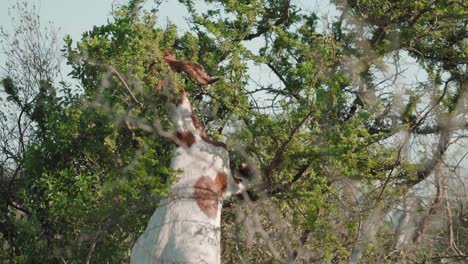 Cute-goat-is-climbing-the-bush-tree-in-search-for-eating-vegetation