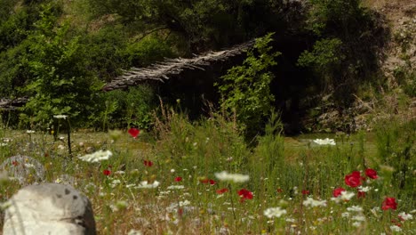 Quiet-nature-landscape-with-wooden-bridge-and-flowers-on-river-bank-in-Albania