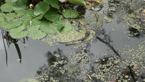 On-natural-open-farm-lily-pad-pond-on-cloudy-windy-day