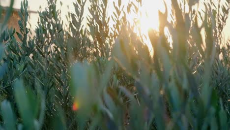 slow-close-up-footage-of-tree-saplings-watering-under-the-sun-with-a-sprinkler