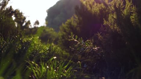 slow-motion-shot-of-a-forest-with-flies-and-flares