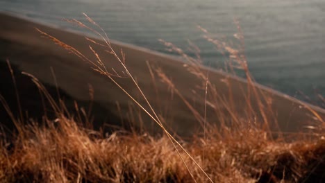 Multiple-shots-of-green-grass-at-sunset