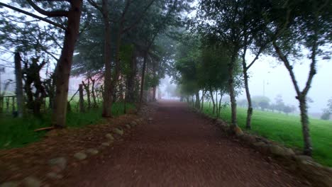 The-forest-of-the-Busa's-lagoon