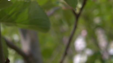 Sliding-shot-revealing-beautiful-white-and-pink-apple-blossom---Close-up-with-blurred-background