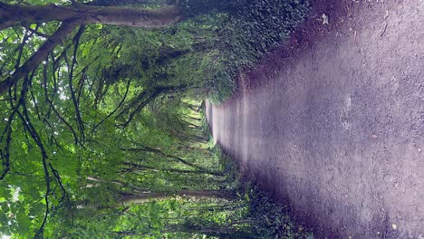 Vertical-format-POV-walk-on-narrow-road-through-tunnel-of-green-trees