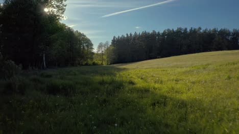 Low-shot-close-to-grass-with-peaking-sun-rays-between-trees