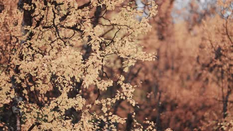 A-close-up-of-colorful-yellow-leaves-of-the-birch-tree