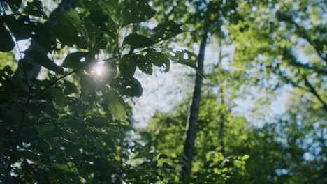 dreamy-sunbeams-through-the-branches