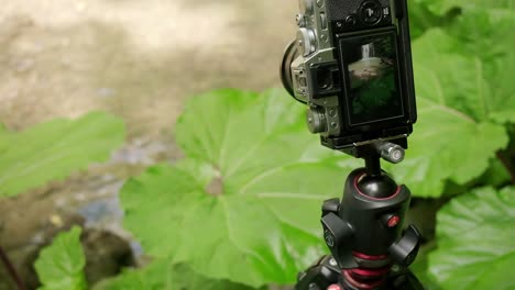 Camera-pans-from-right-to-left-as-it-focus-on-another-camera-capturing-a-leaf-in-the-foreground