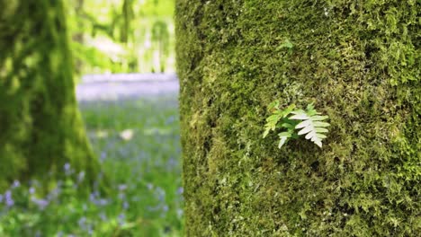 Fern-and-mossy-tree-trunk-in-an-English-forest-of-spring-bluebells