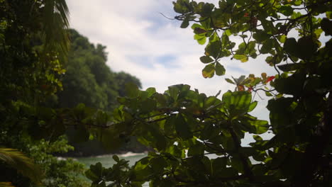 Trees-and-foliage-along-a-tropical-beach-on-a-paradisical-island