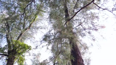 Landscape-view-up-to-the-sky-with-view-of-sea-pine-tree-while-walking-through-it-in-the-park-near-the-beach,-Phuket,-Thailand-in-4k-UHD-video