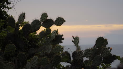 Medium-fixed-shot-of-prickly-pear-cactus