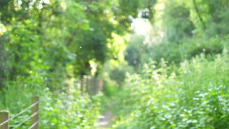 Focus-on-insects-flying-in-the-sun-then-focus-on-woodland-and-path-leading-into-the-trees-and-undergrowth-with-a-downward-swing