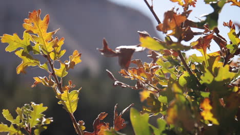 Fall-Leaves-Blow-in-the-Wind-in-Zion-National-Park