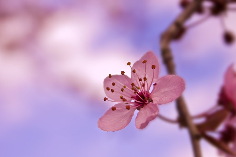 Hoa anh đào - Sakura