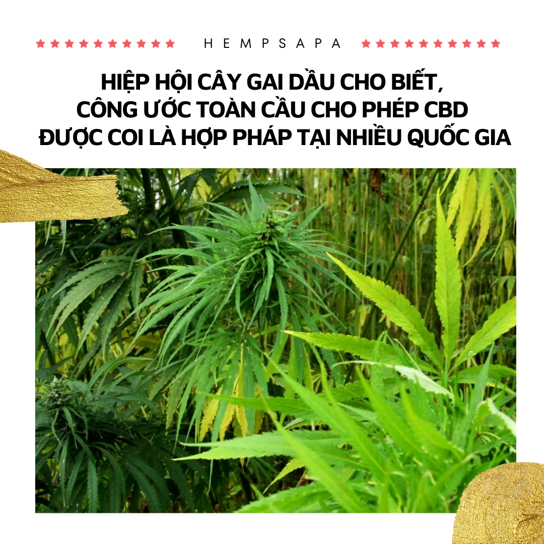 Hiệp hội cây gai dầu cho biết, công ước toàn cầu cho phép CBD được ...