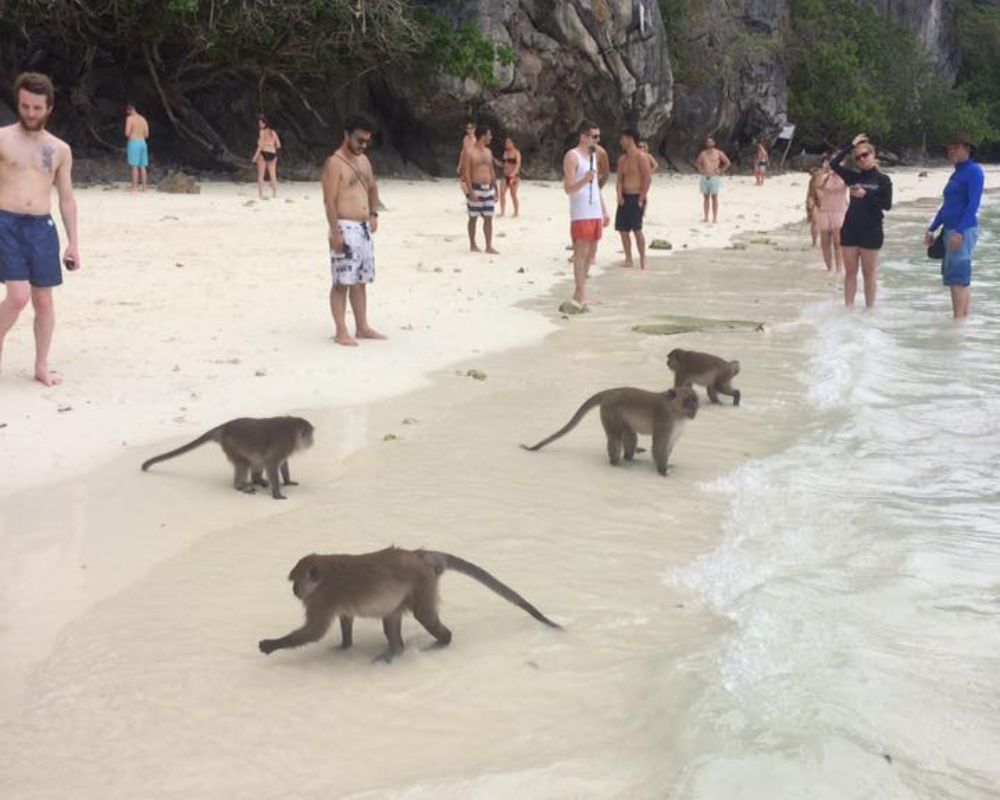 Monkey-Island-Nha-Trang