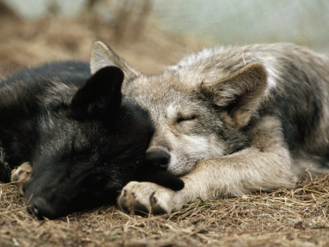 Image - Jim-and-jamie-dutcher-two-sleeping-gray-wolf-pups.jpg | Animal ...