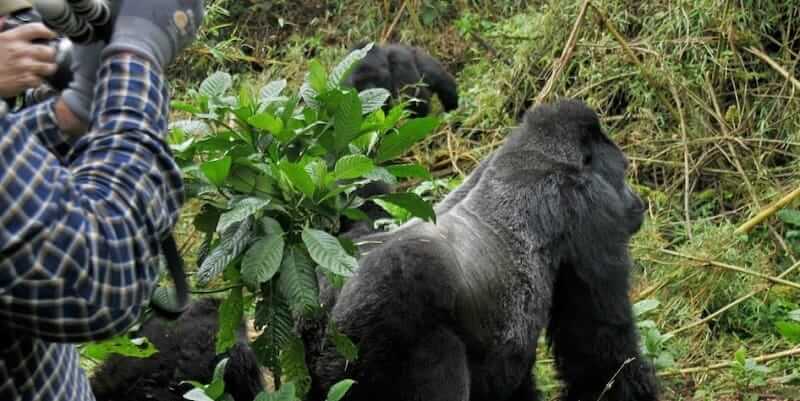 Is Gorilla Trekking Safe In Rwanda And Uganda