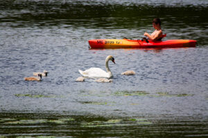 Hamlin Lake Canoe & Kayak Trail