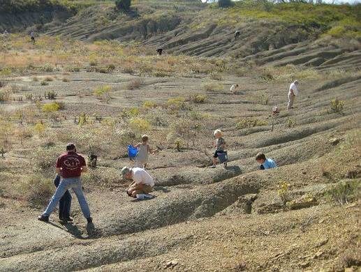 Mineral Wells Fossil Park - Visit Mineral Wells