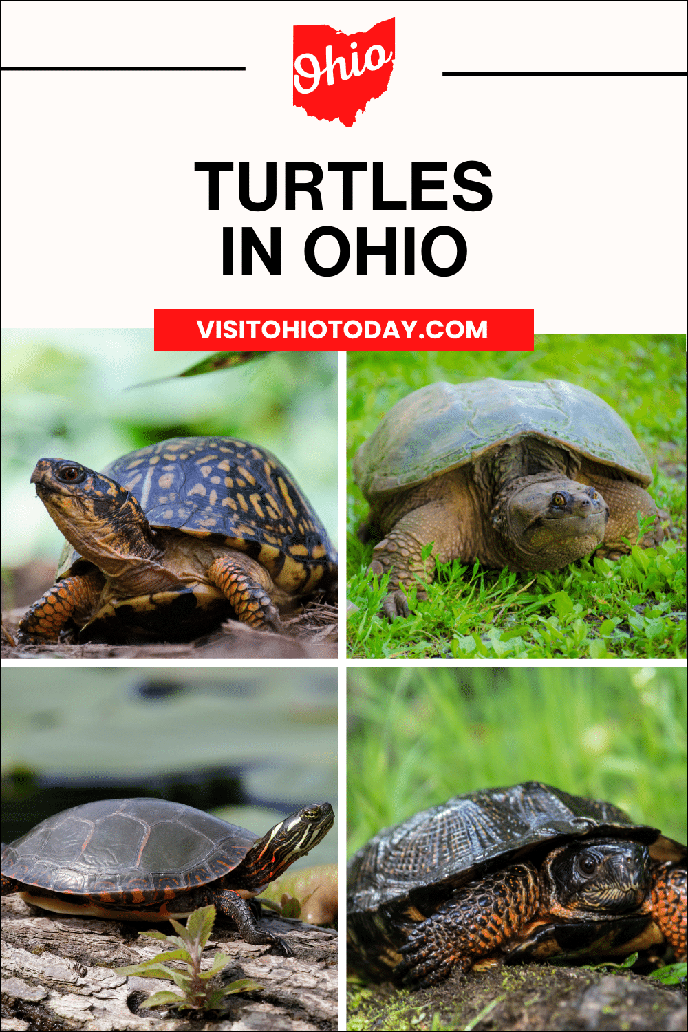 There are 12 species of turtles in Ohio.  Read on to learn about all Ohio turtles and learn how to identify turtles in Ohio. #ohioturtles #turtlesinOhio #ohio #turtles