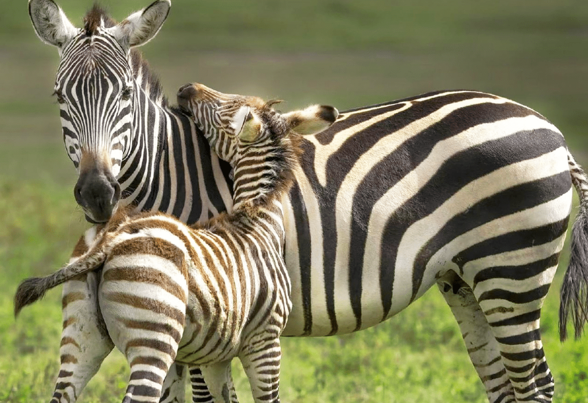 horizontal photo of an adult and a young zebra standing on grass