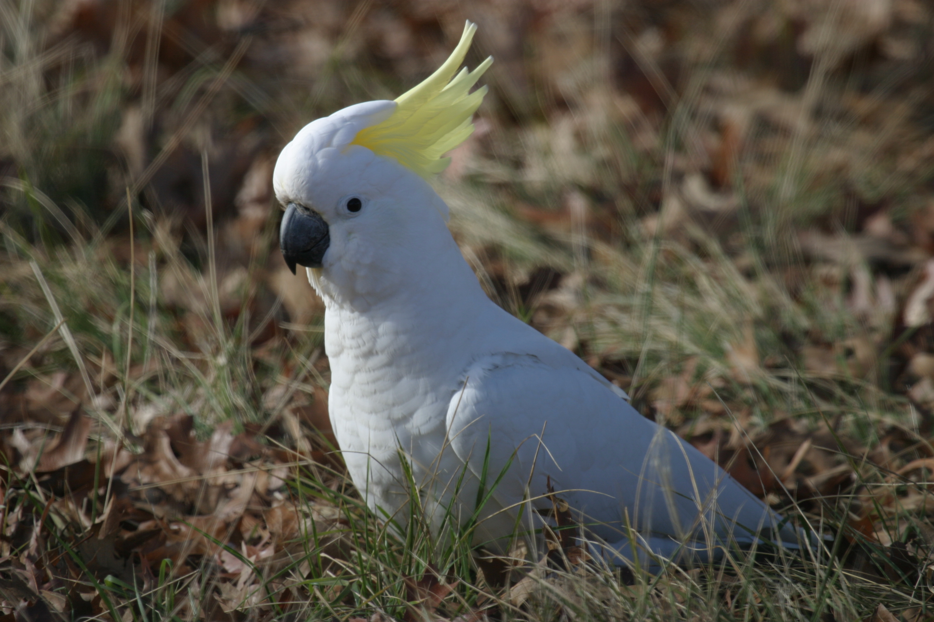 High Resolution Wallpaper | Cockatoo 3072x2048 px