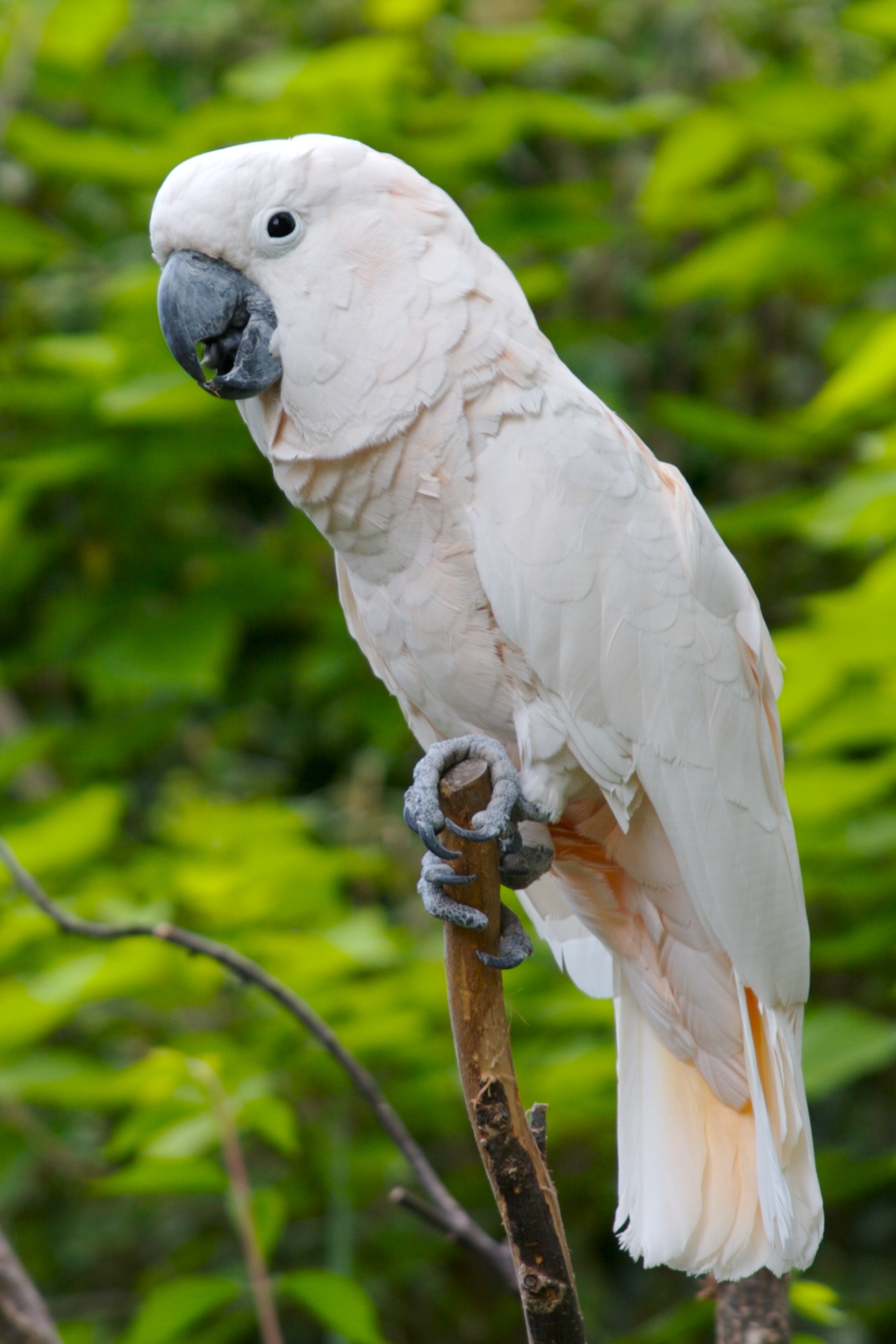 Cockatoo Pics, Animal Collection