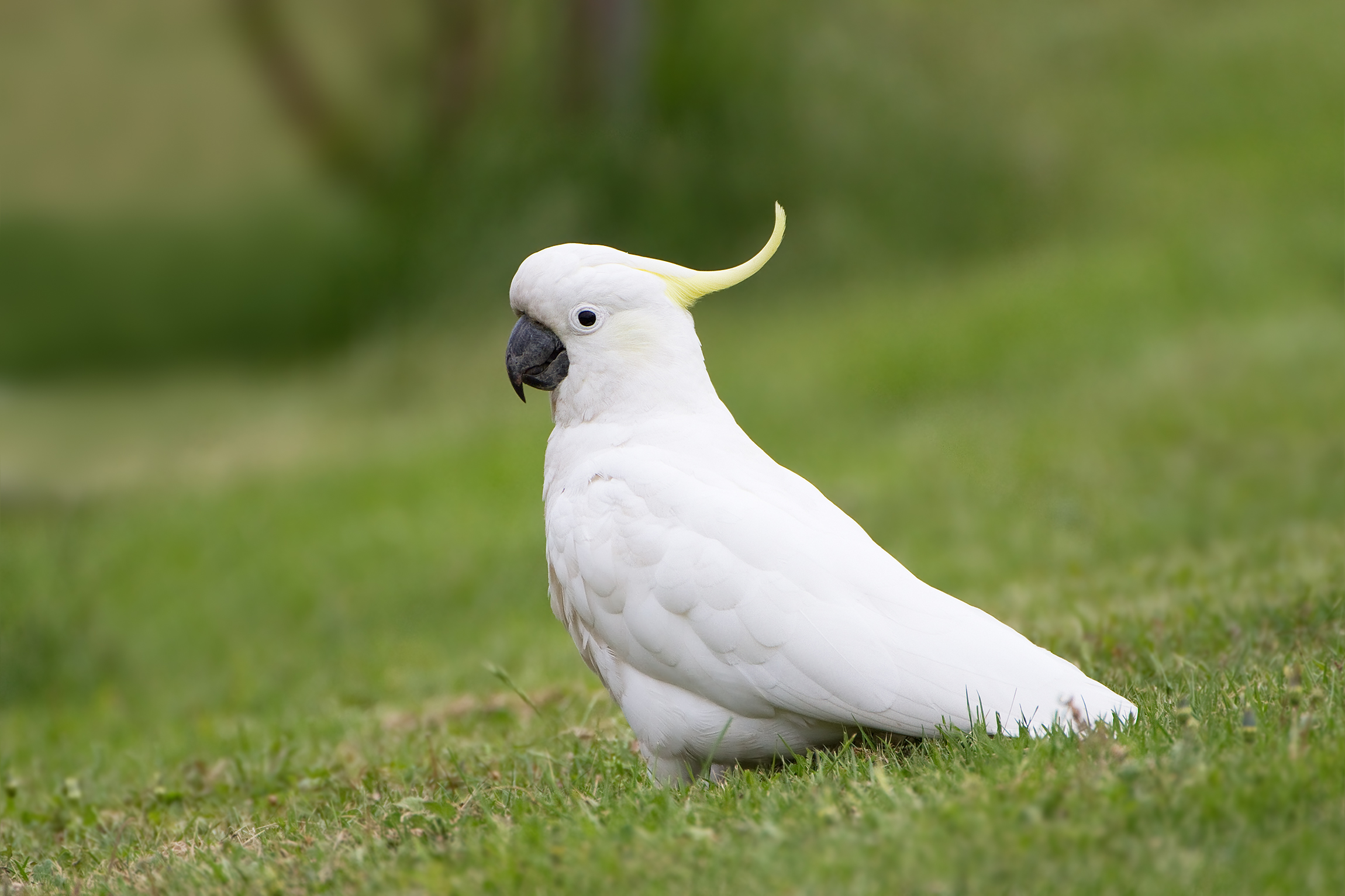 Nice Images Collection: Cockatoo Desktop Wallpapers