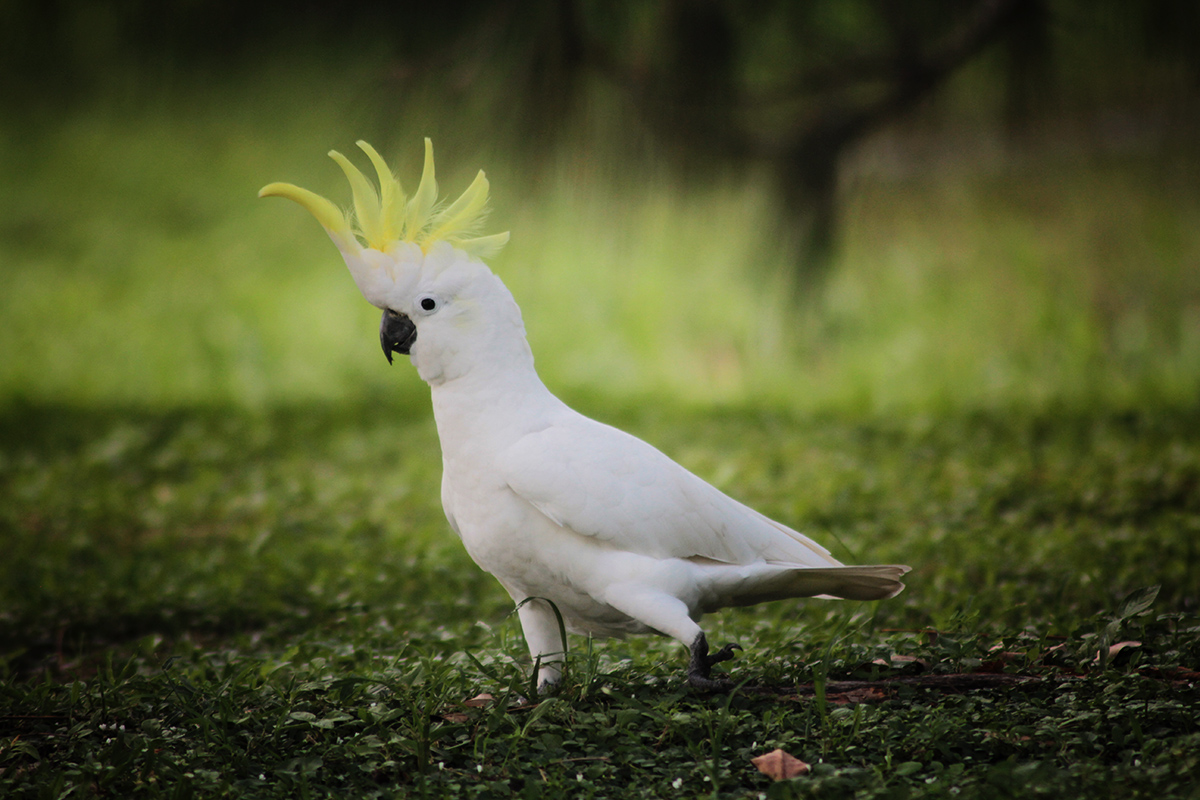 Cockatoo Backgrounds, Compatible - PC, Mobile, Gadgets| 1200x800 px