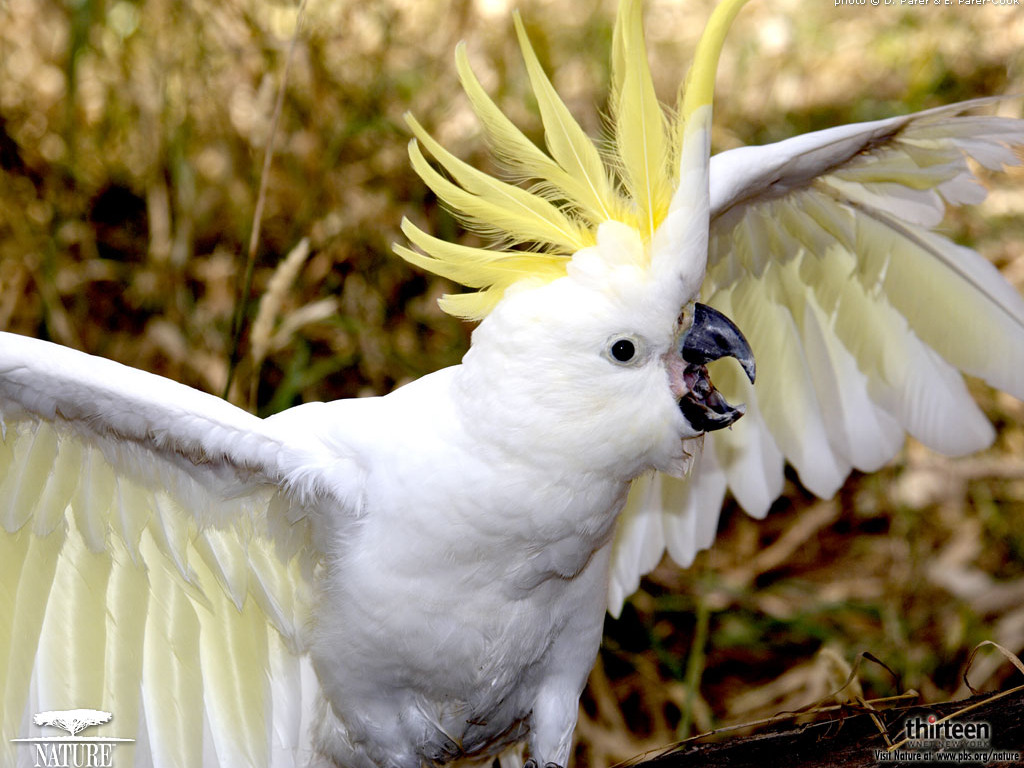 1024x768 > Cockatoo Wallpapers