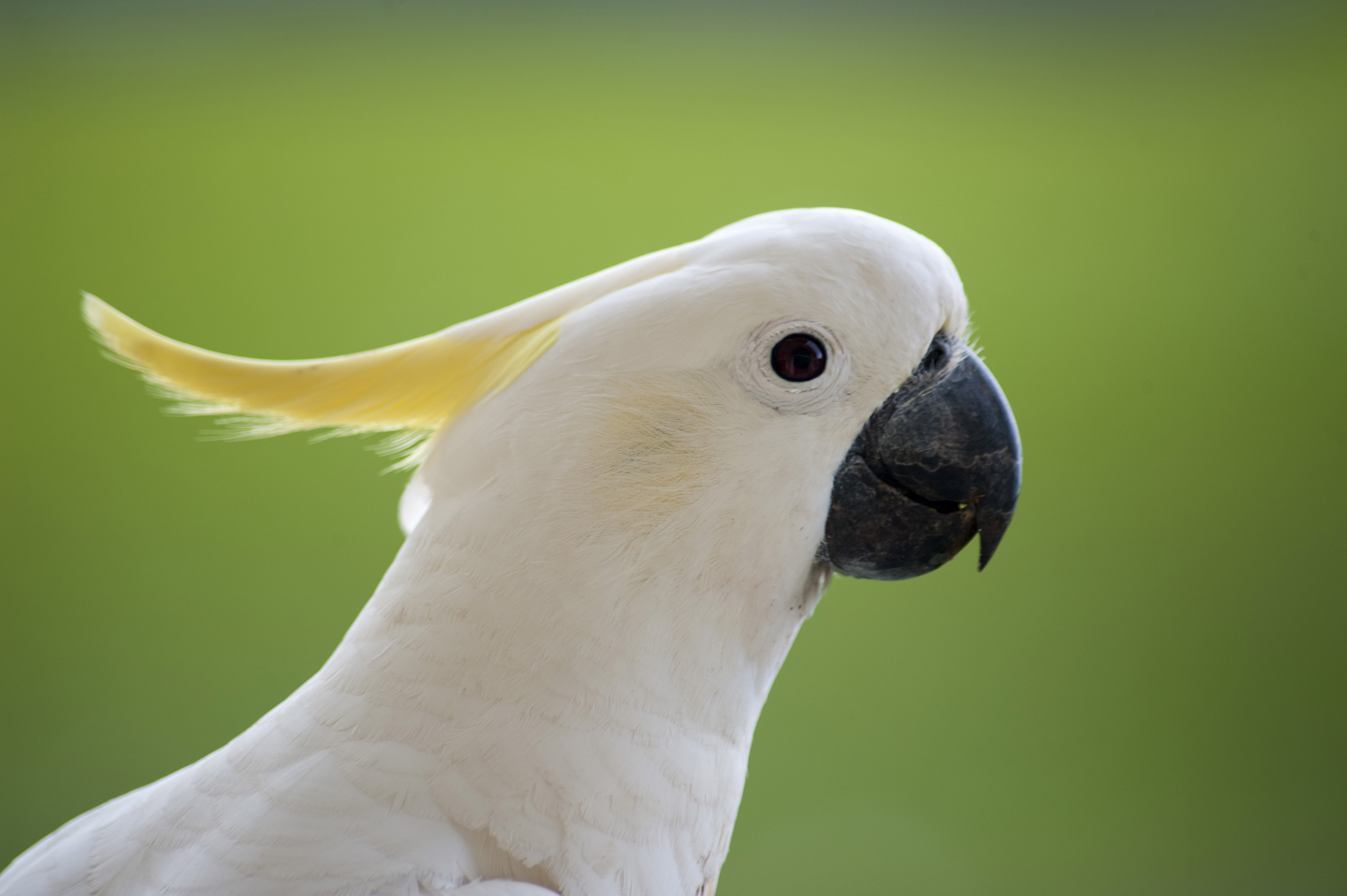 High Resolution Wallpaper | Cockatoo 3000x1996 px