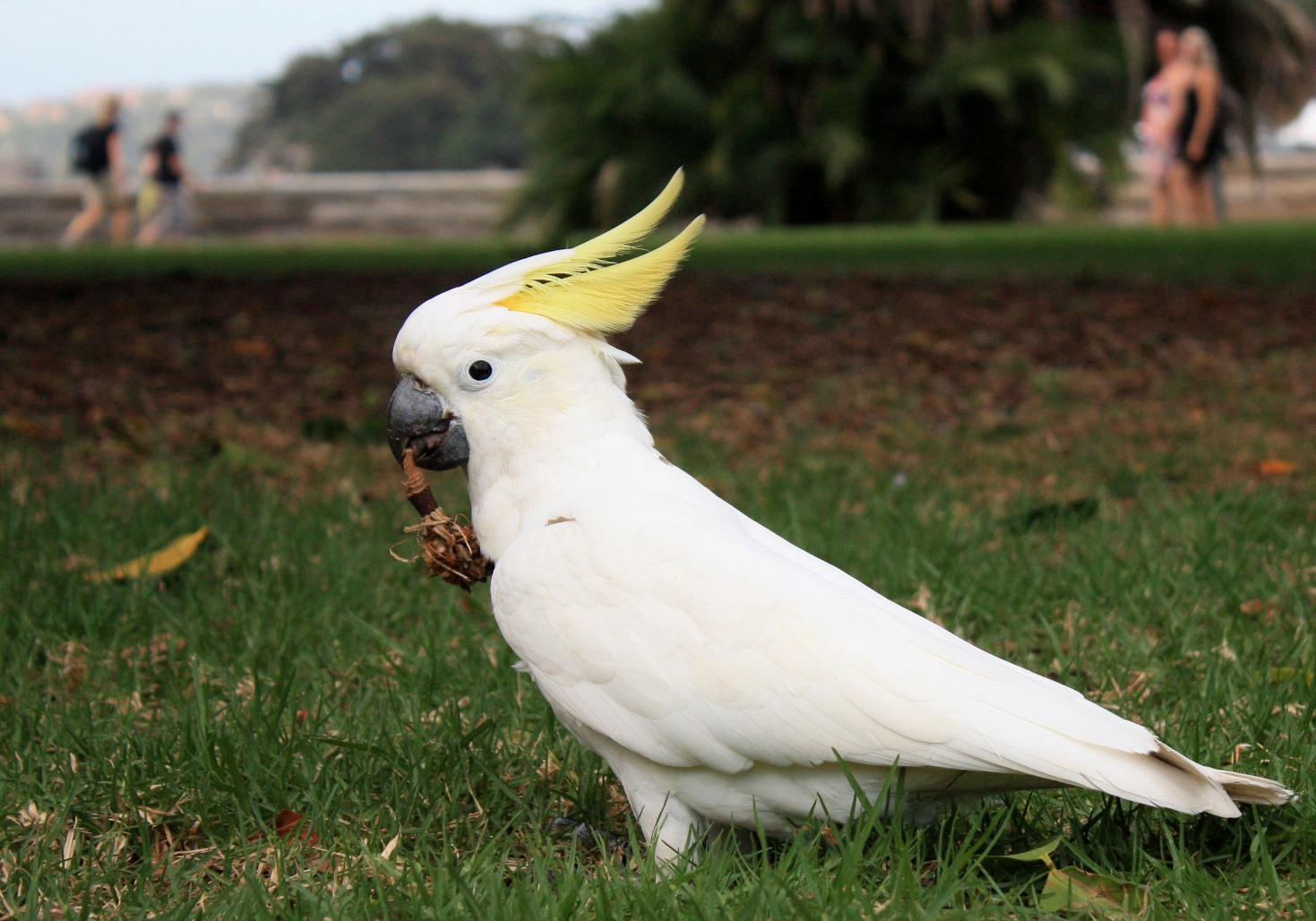 Cockatoo Backgrounds, Compatible - PC, Mobile, Gadgets| 1469x1028 px