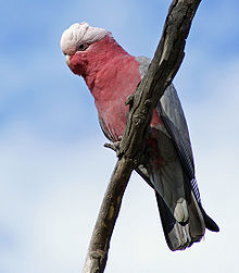 Cockatoo High Quality Background on Wallpapers Vista