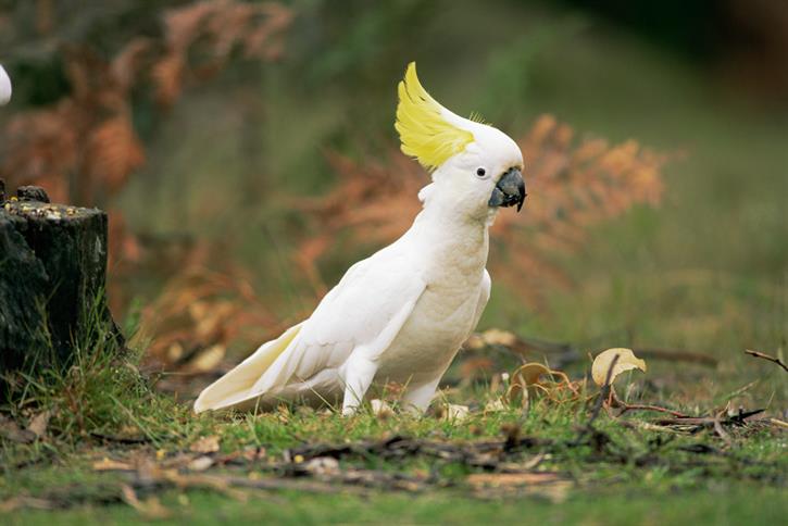 Images of Cockatoo | 725x484