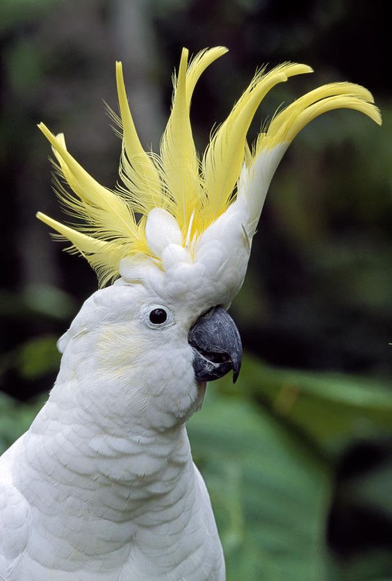 High Resolution Wallpaper | Cockatoo 564x836 px