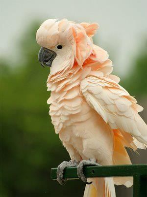 Nice wallpapers Cockatoo 300x400px