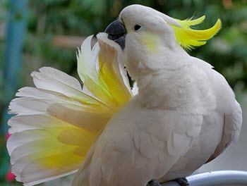 Cockatoo Backgrounds on Wallpapers Vista