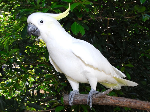 Cockatoo Backgrounds, Compatible - PC, Mobile, Gadgets| 600x450 px