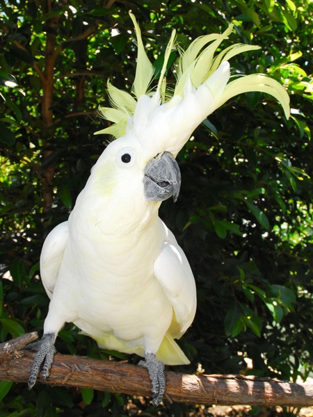 Cockatoo High Quality Background on Wallpapers Vista