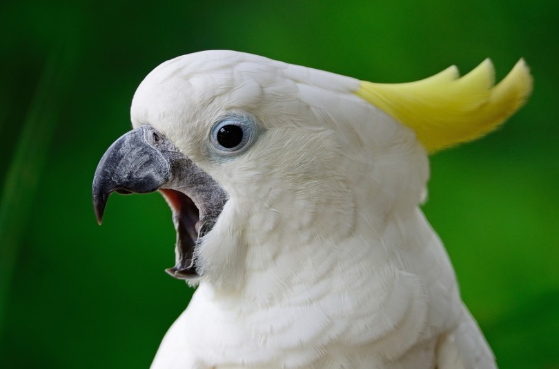 HD Quality Wallpaper | Collection: Animal, 810x536 Cockatoo