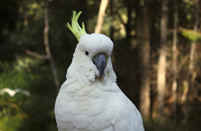 HD Quality Wallpaper | Collection: Animal, 700x455 Cockatoo