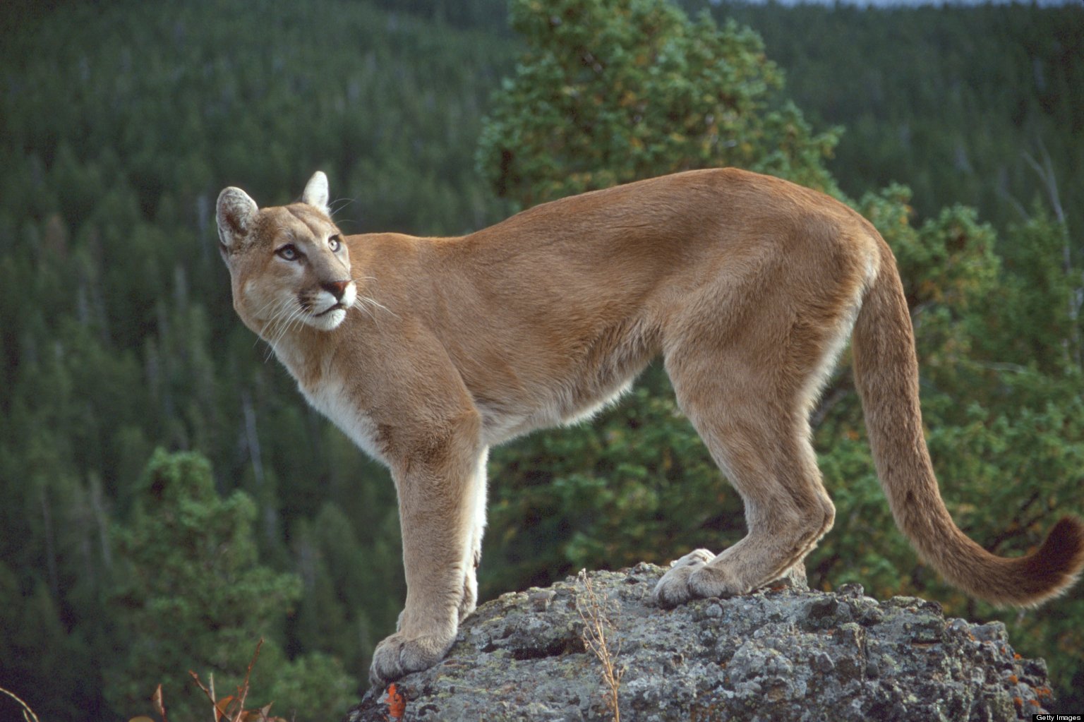 Images of Cougar | 1536x1023