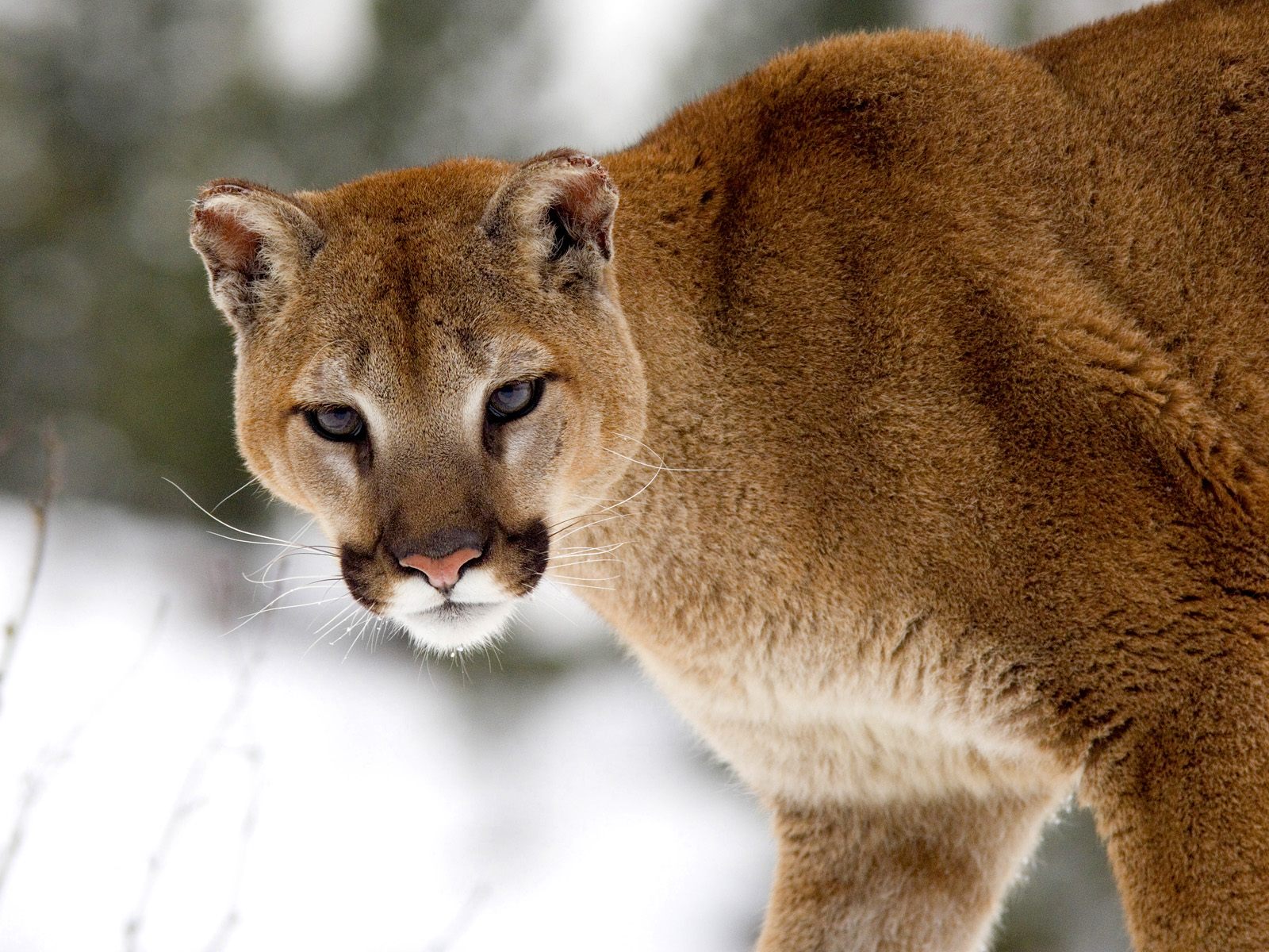 1600x1200 > Cougar Wallpapers