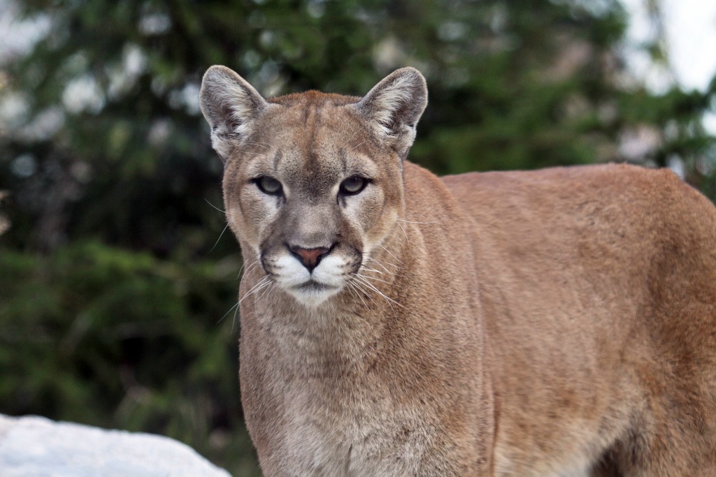 Cougar Backgrounds, Compatible - PC, Mobile, Gadgets| 1024x683 px