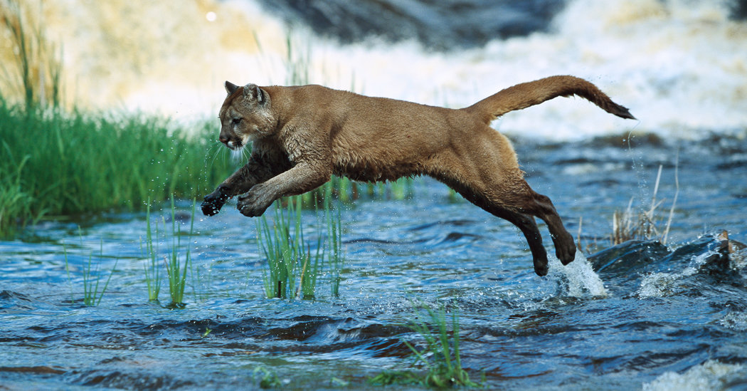 High Resolution Wallpaper | Cougar 1050x549 px